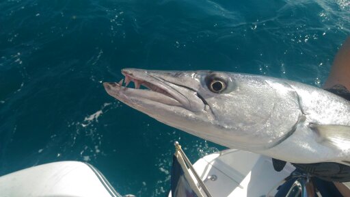 We fished a barracuda! Then JP put on some big gloves, took out the bait and threw it back at sea.