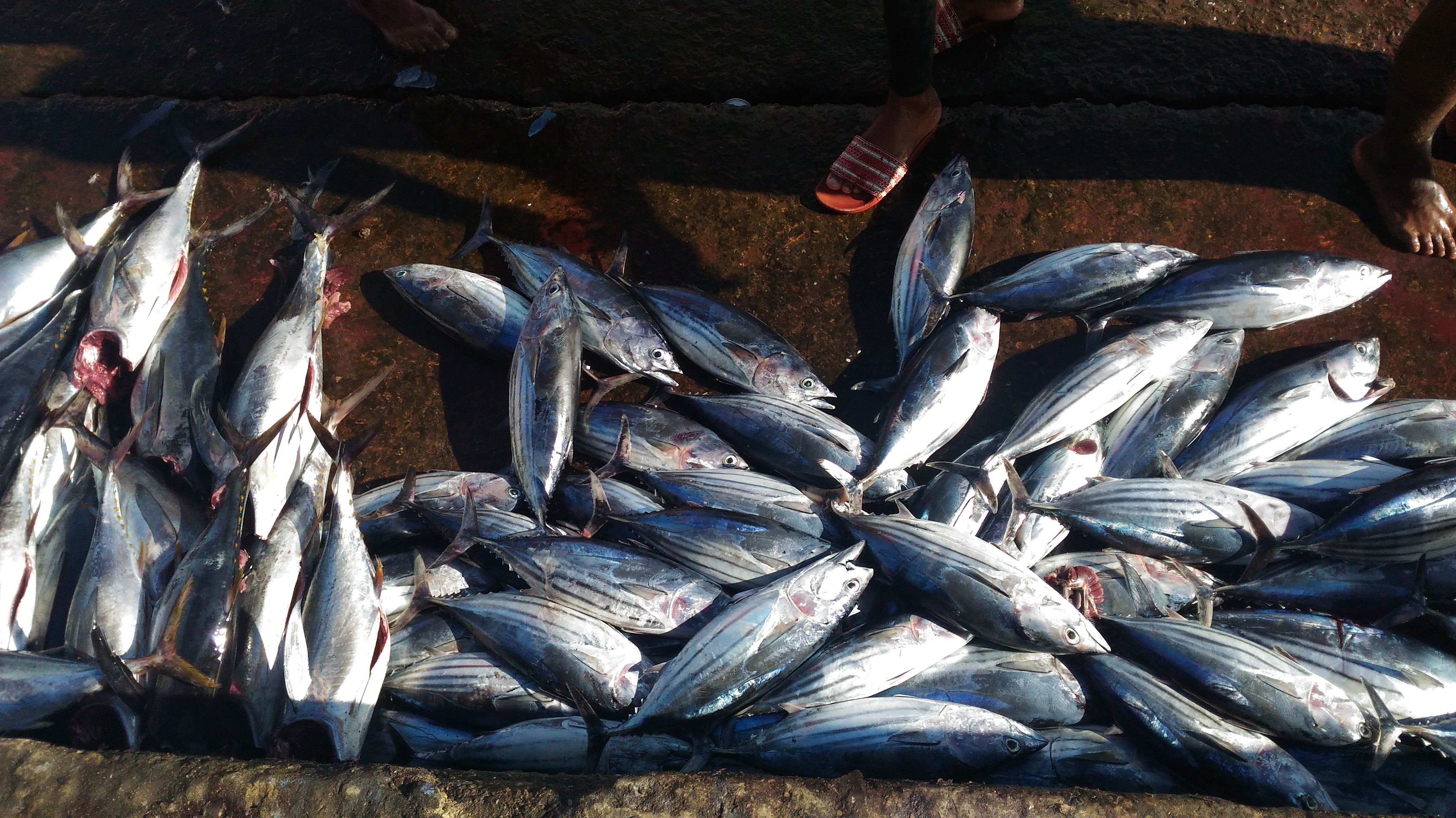 Fish in the port of Palmeira, Sal.