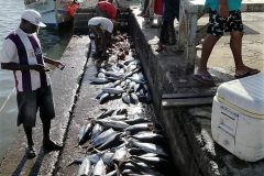 Retour de pêche : ce sont des thons rouges. Débités ici et rincés dans l'eau du port.