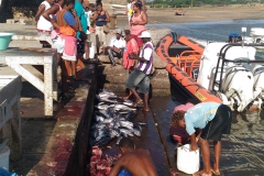 Cleaning fish in the port of Palmeira, Sal.