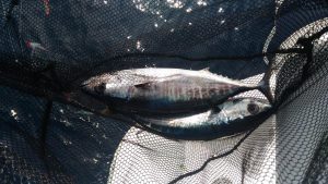 Pierrick catch of 2 tuna fishes